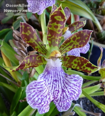 Zygopetalum mackayi - bare root division Zygopetalum mackayi - bare root division