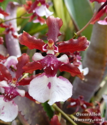 Oncidium 'Sherry Baby' bare root division Oncidium 'Sherry Baby' bare root division