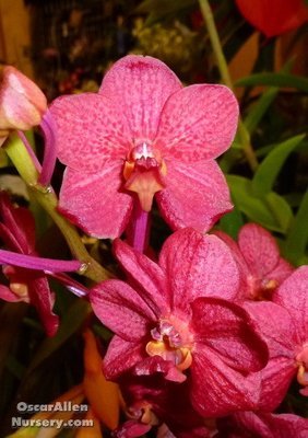 Ascocenda Yip Sum Wah 'Flame' FCC/AOS HOS Ascocenda Yip Sum Wah 'Flame' FCC/AOS HOS
