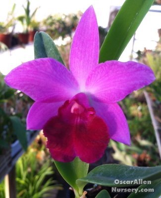 Lc. ' Libby ' - one set of 5 plants bare root Lc. ' Libby ' - one set of 5 plants bare root