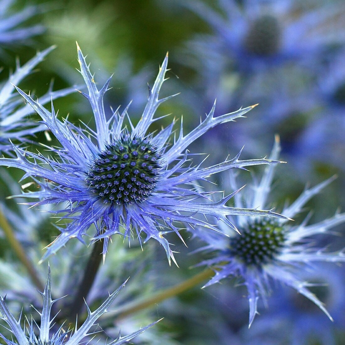 Eryngium b 'Picos Amethyst'