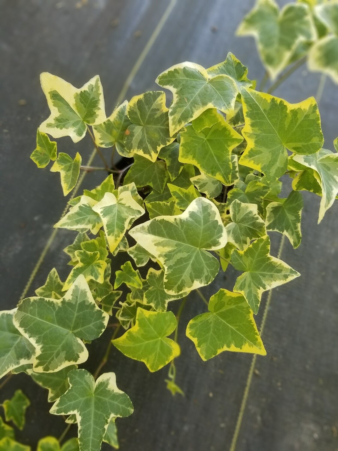 Hedera Gold Variegated English Ivy