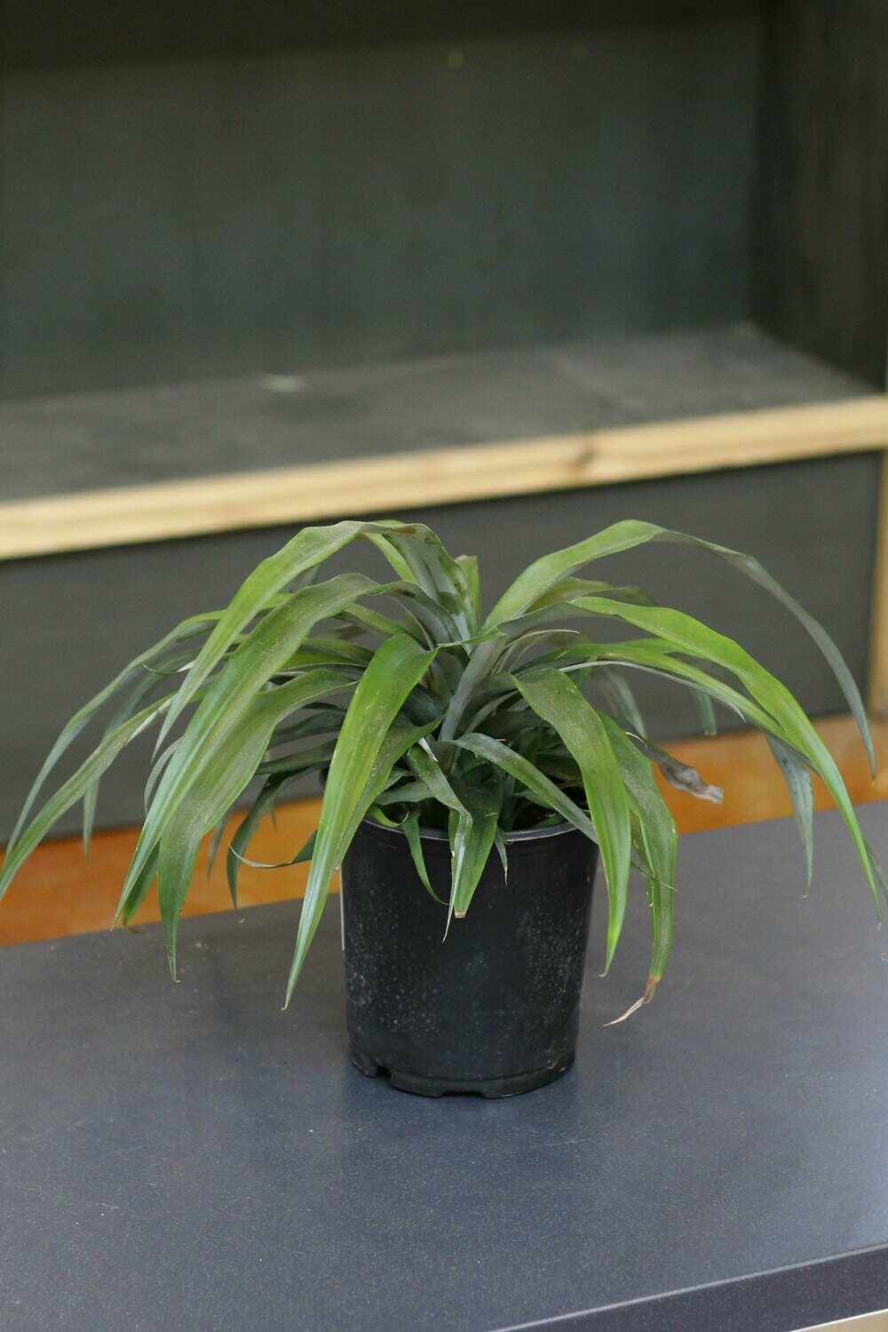 #1 Pineapple Plant #1 Pineapple Plant