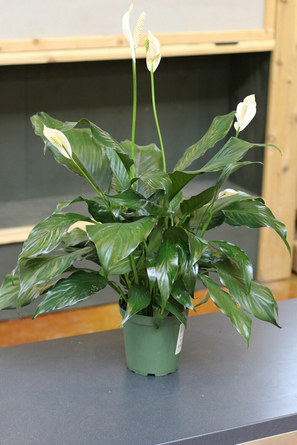 Spathiphyllum Spathiphyllum
