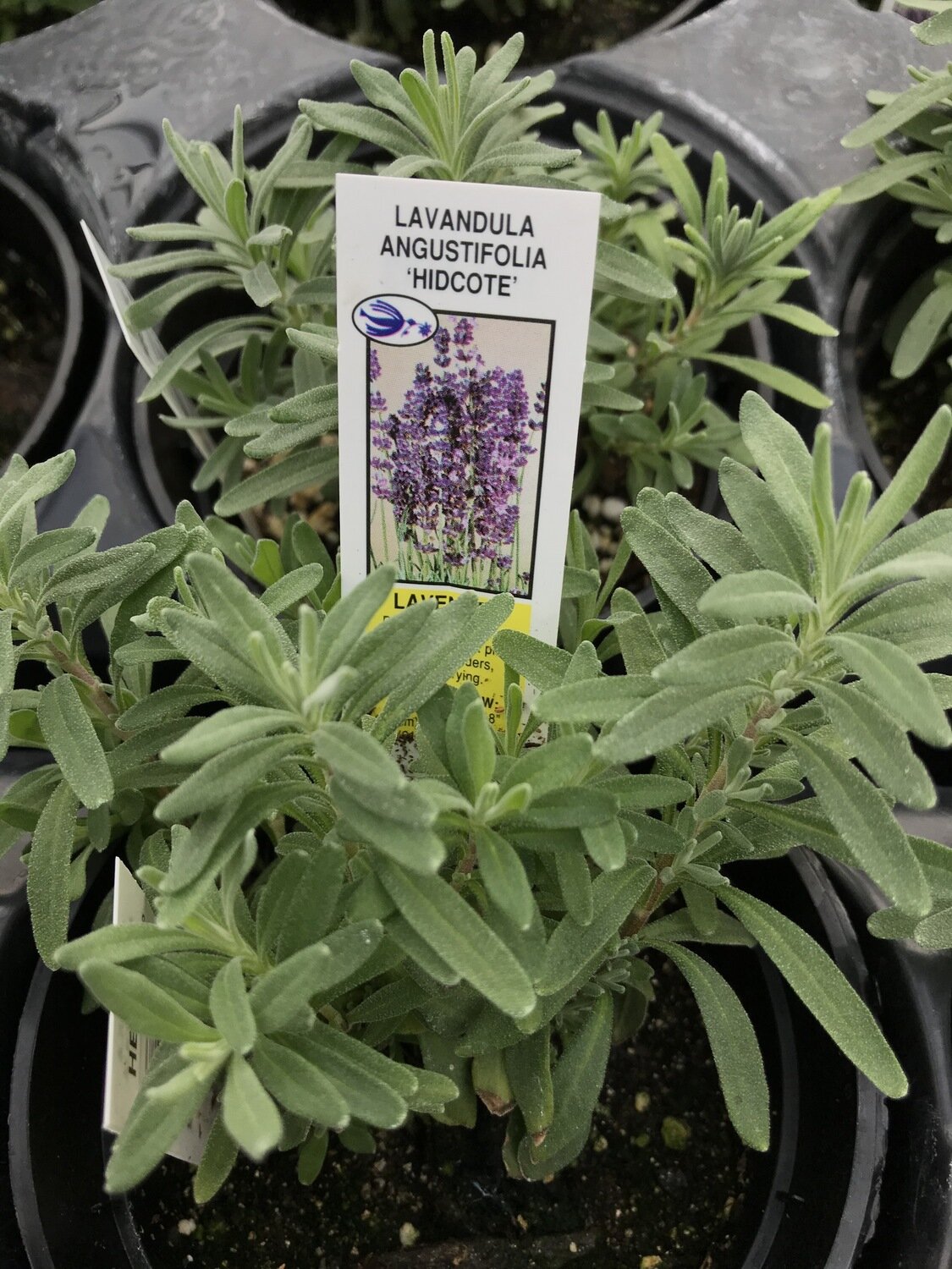 Lavender, English, Hidcote Blue