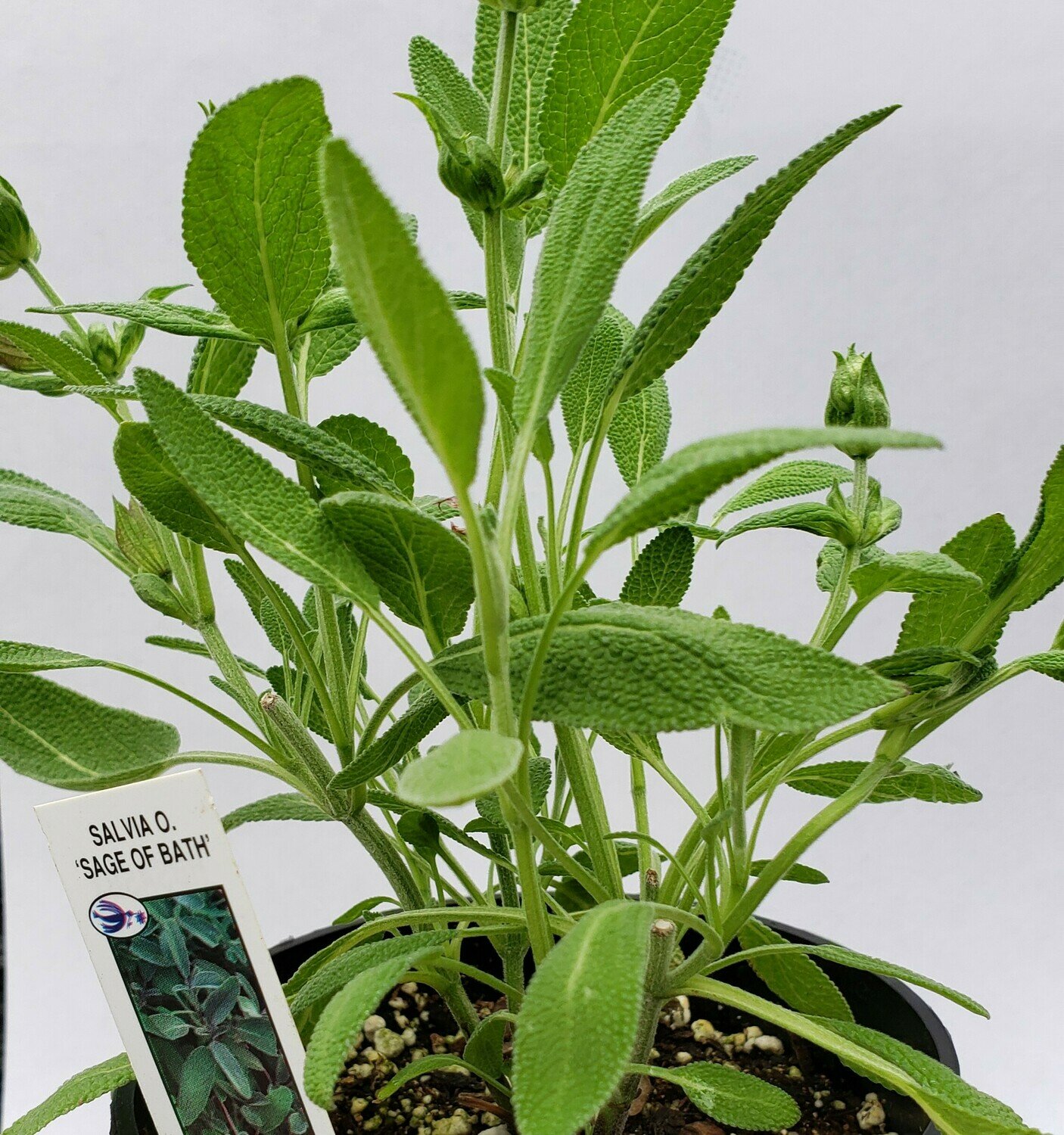 Sage, Garden, Sage of Bath