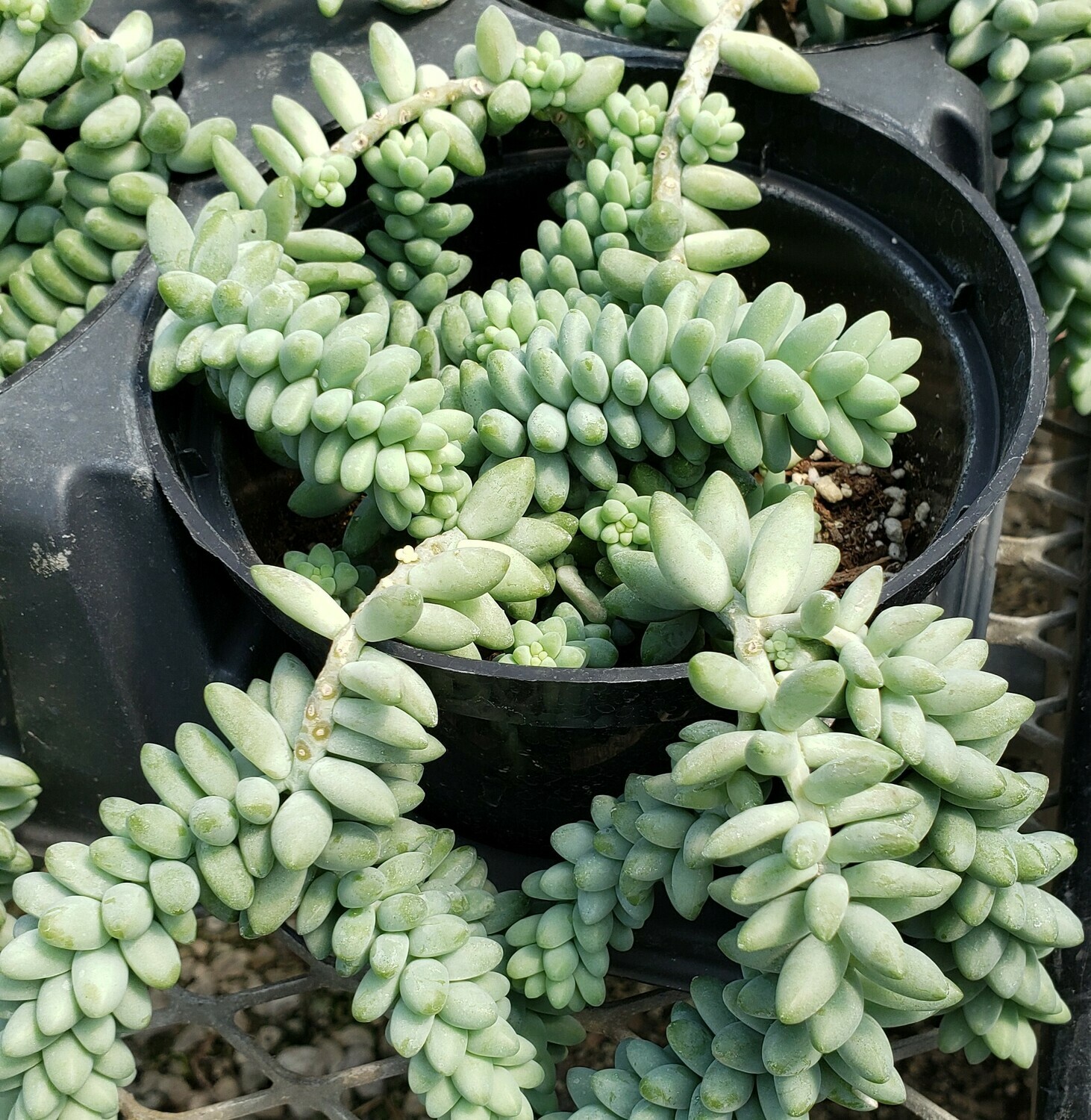  Succulent  Burro s  Tail 