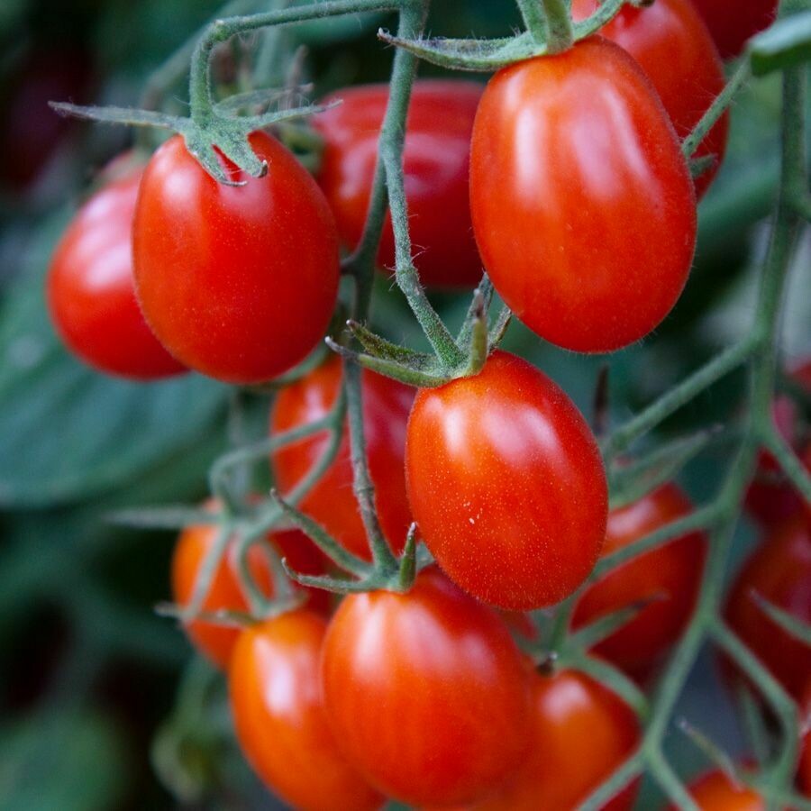 Томат г. Томат Энджел черри. Томат ред черри. Tomato 