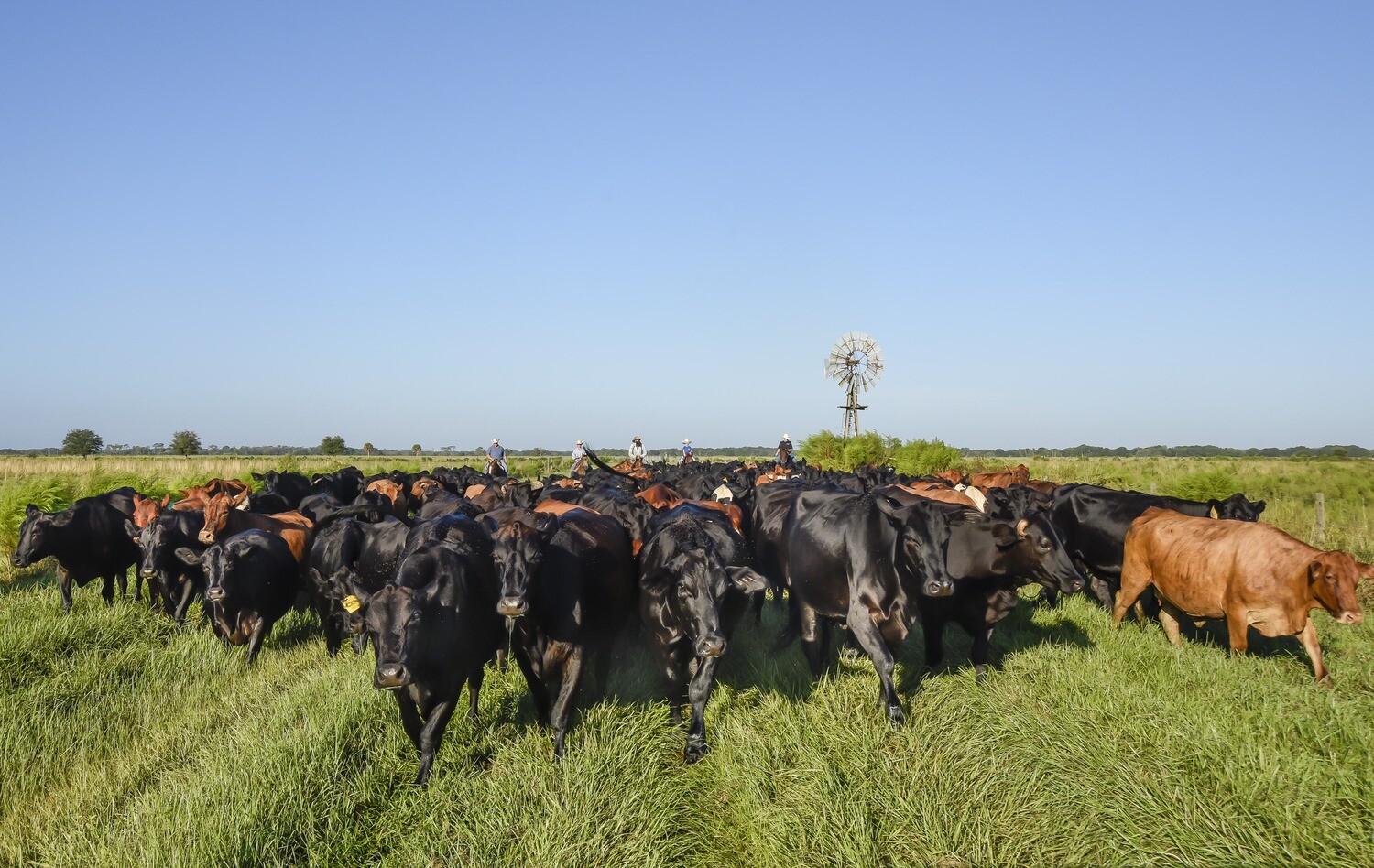 Blackbeard's Ground Beef (Choice) 5lb @ $7.75/lb. Frozen. Blackbeard's Ground Beef (Choice) 5lb @ $7.75/lb. Frozen.