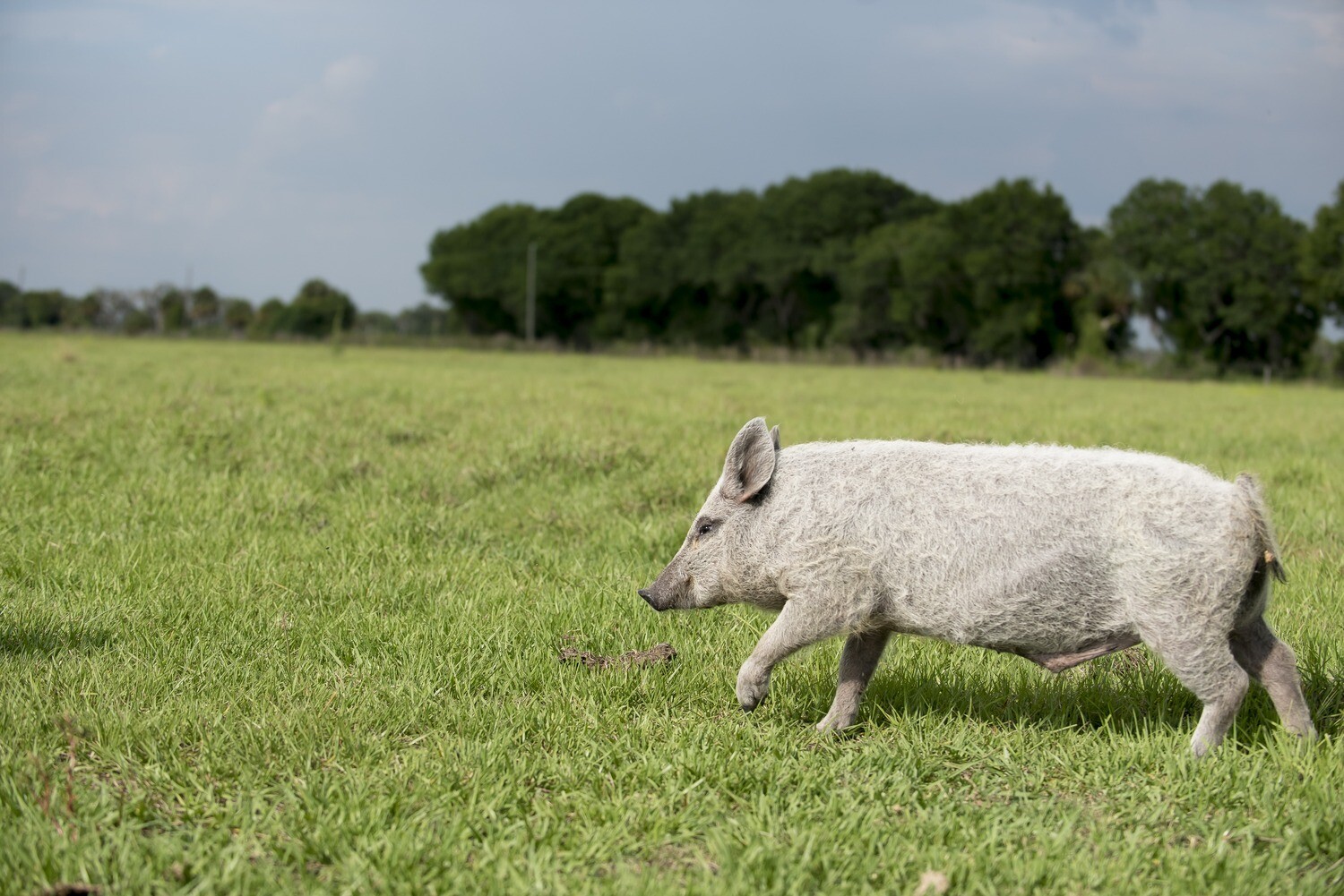 Pork Picnic Roast (Average 3lbs.@ $9.50/lb.) Pork Picnic Roast (Average 3lbs.@ $9.50/lb.)