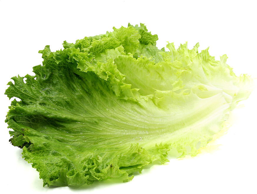 Jersey Green Leaf Lettuce Jersey Green Leaf Lettuce