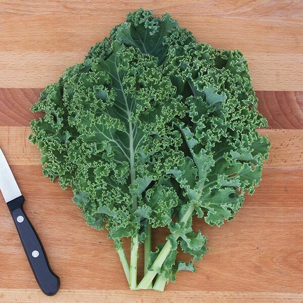 Jersey Kale Jersey Kale