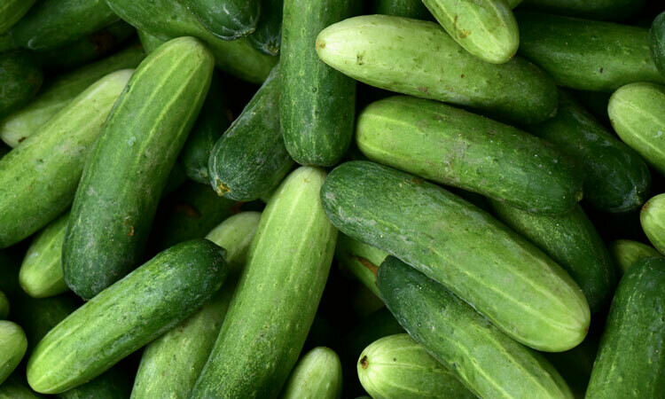 Jersey Cucumbers Jersey Cucumbers