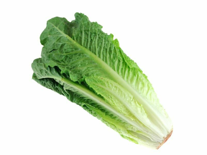 Jersey Romaine Jersey Romaine