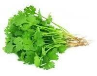 Jersey Cilantro Jersey Cilantro