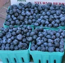 Jersey Blueberries (pint) Jersey Blueberries (pint)