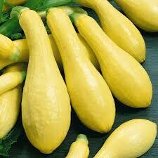 Jersey Yellow Squash Jersey Yellow Squash