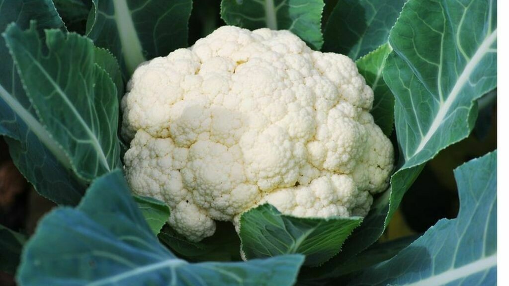 Cauliflower Cauliflower