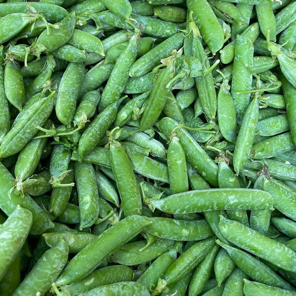 Jersey English Shelling Peas Jersey English Shelling Peas