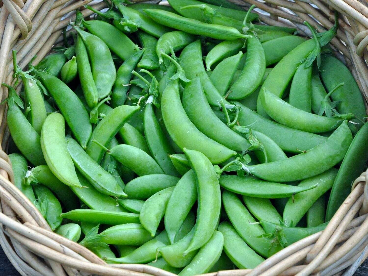 Jersey Sugar Snap Peas Jersey Sugar Snap Peas