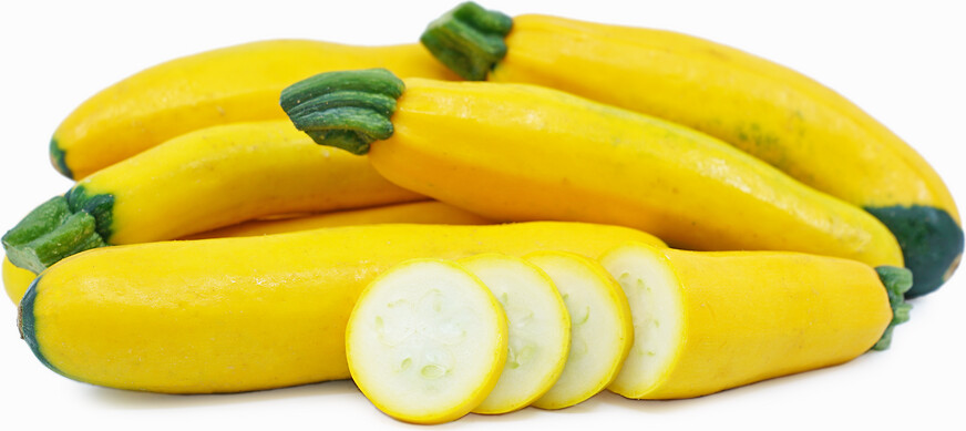 Jersey Yellow Zucchini Jersey Yellow Zucchini
