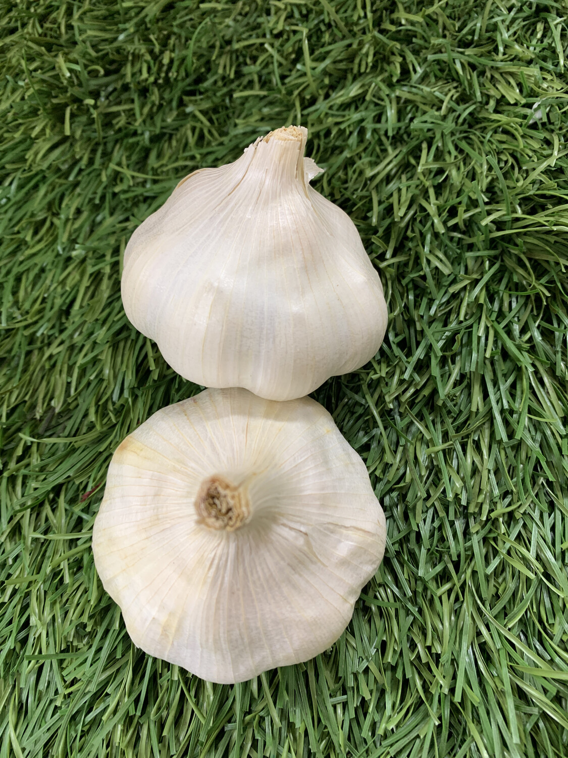 Garlic head Garlic head