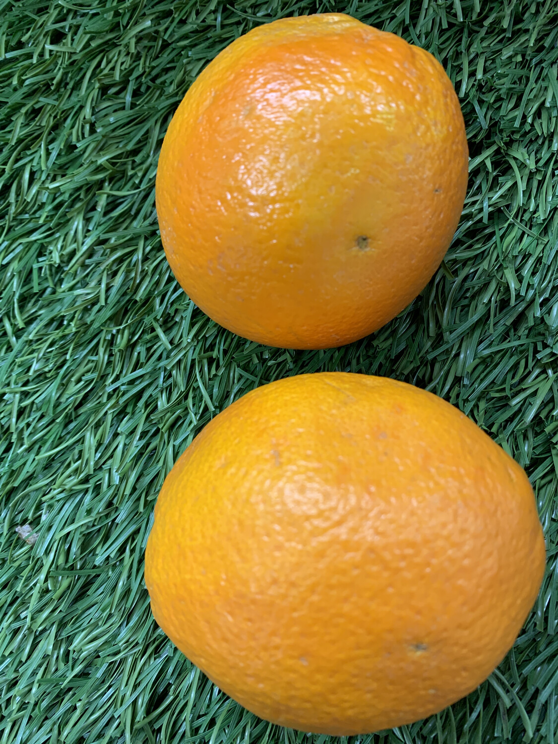 Orange-Naval Orange-Naval