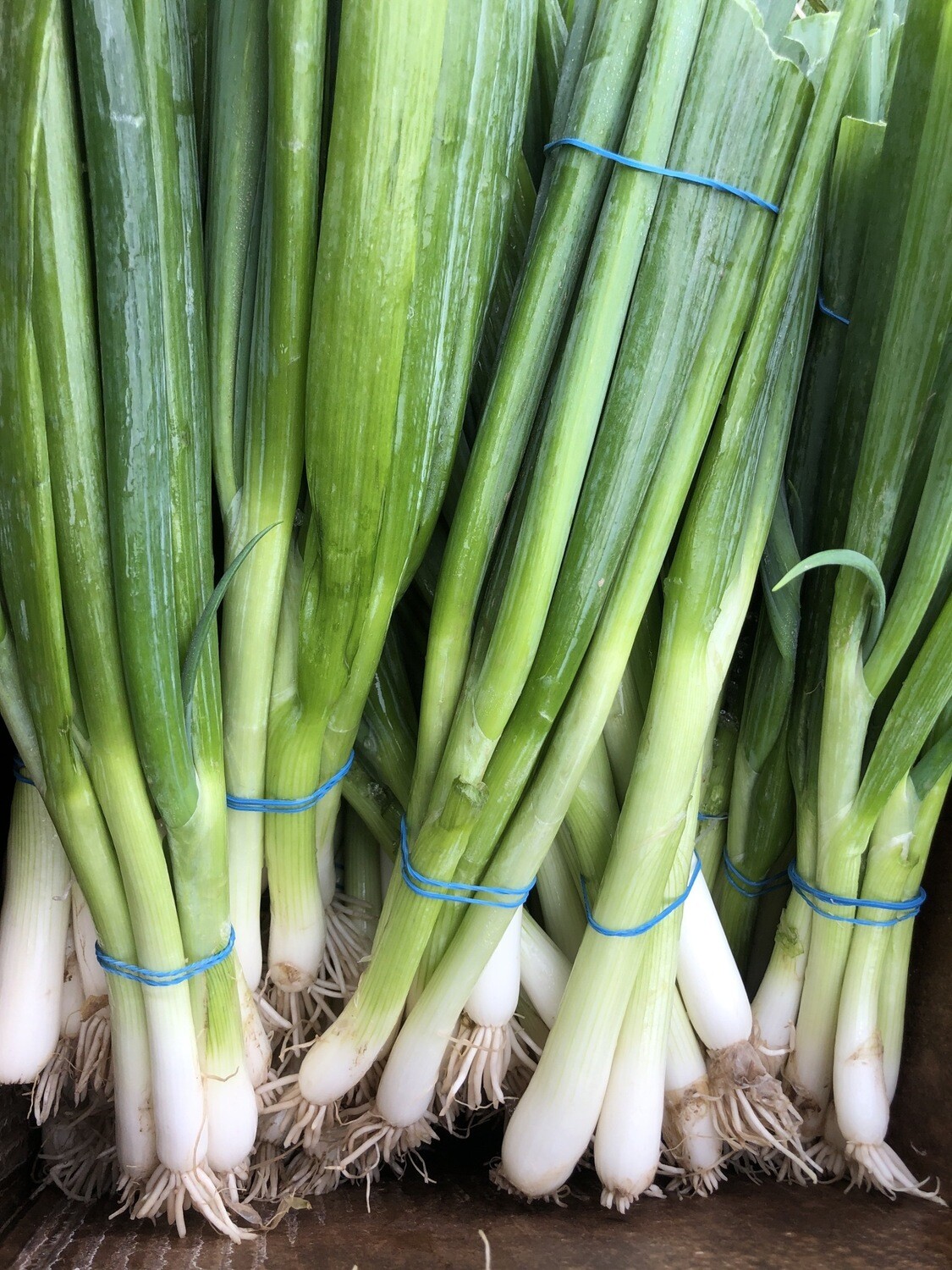 Scallions Scallions