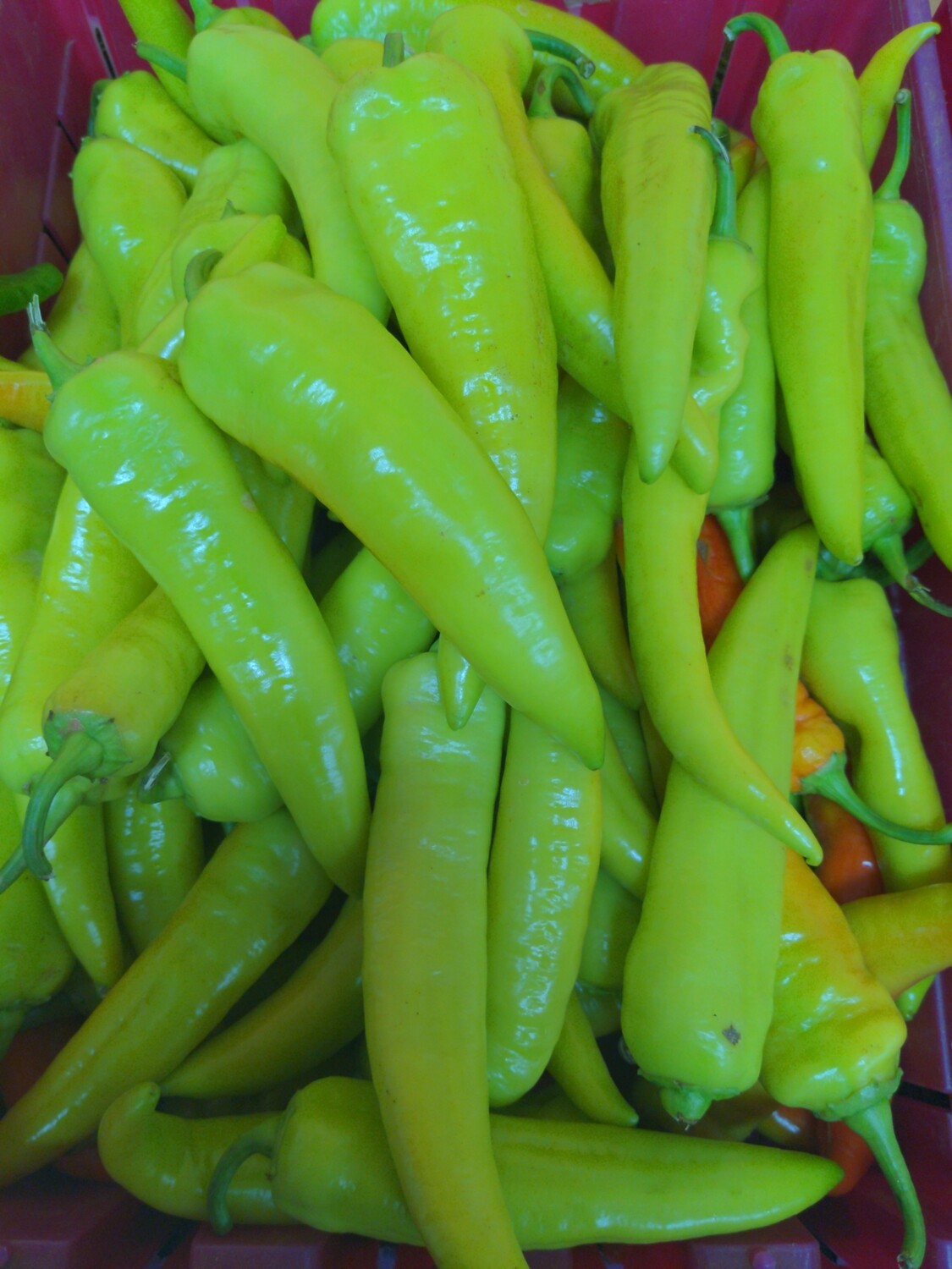 Peppers-long hots, Hlubik's Peppers-long hots, Hlubik's
