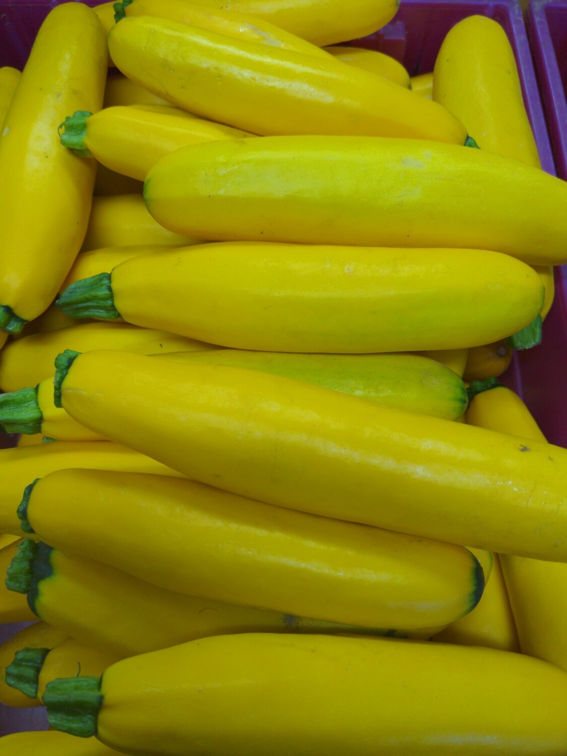 Zucchini - Yellow, Hlubik's Zucchini - Yellow, Hlubik's