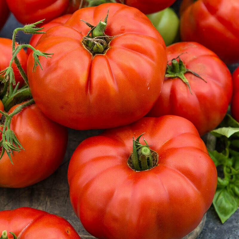 Tomato Ball's Beefsteak
