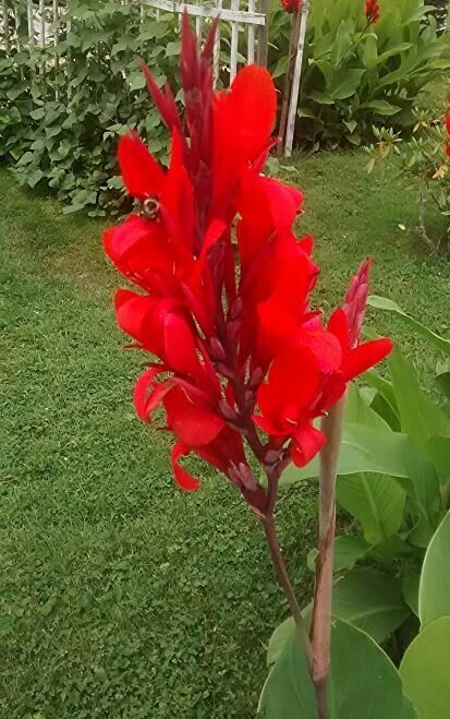 canna-lily-giant-red-green-leaf