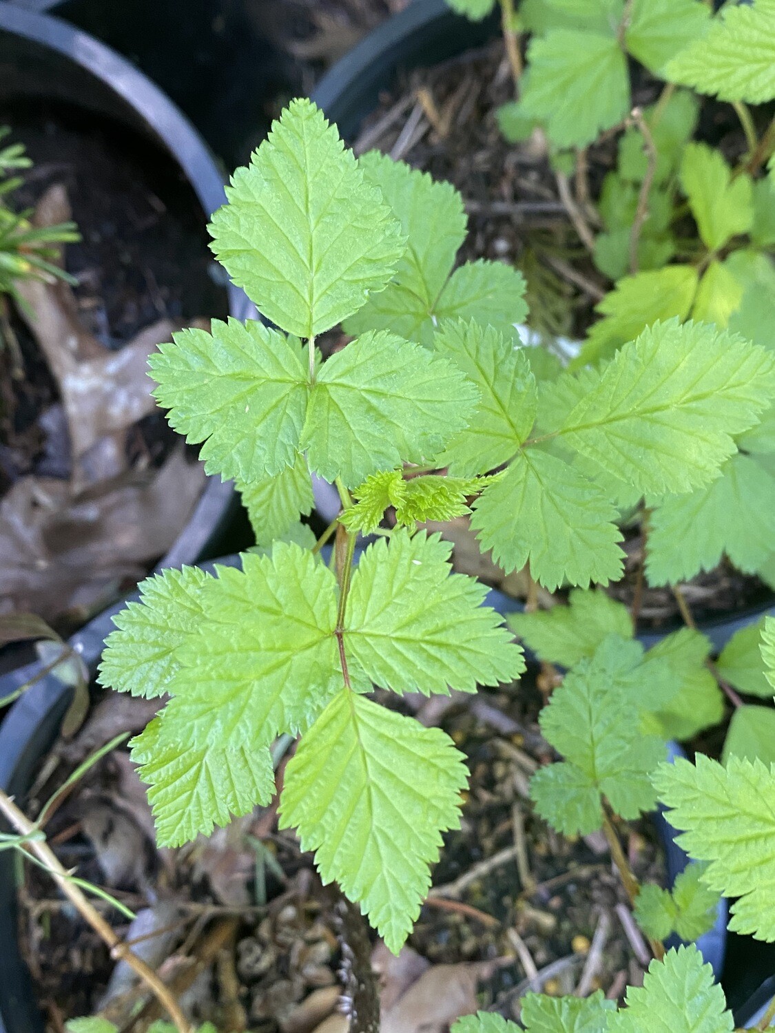 Rubus spectabilis Salmonberry Plantas nativa LLC Store NW