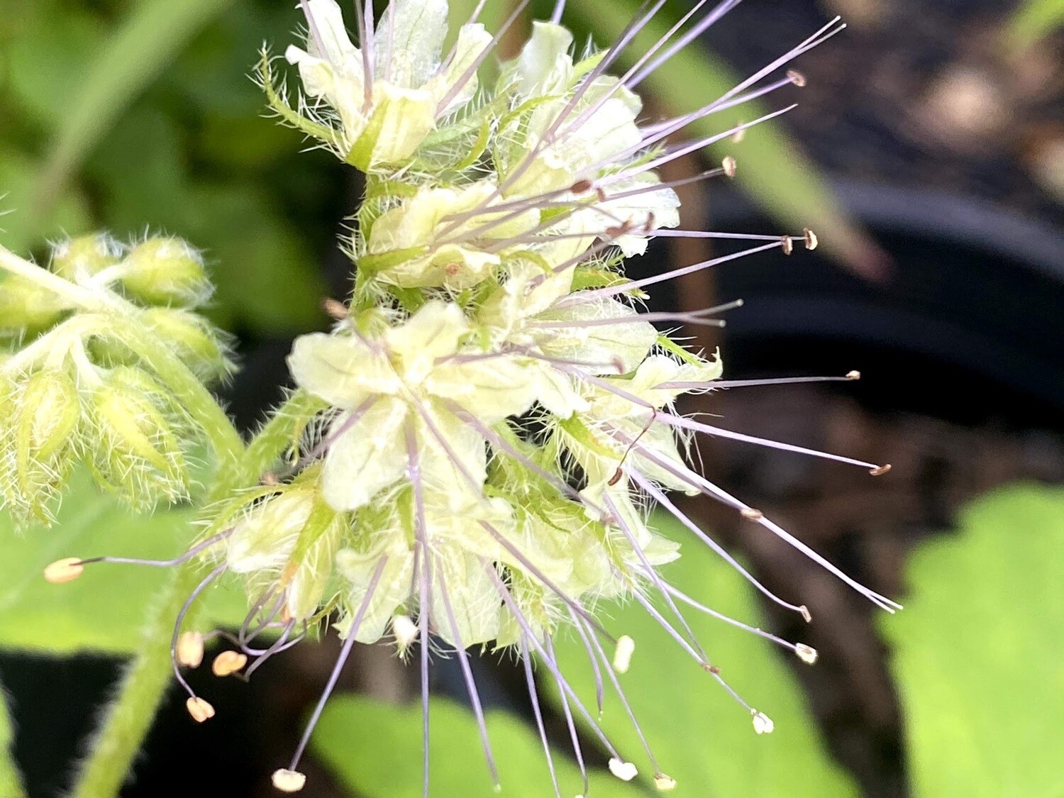 Hydrophyllum tenuipes Pacific Waterleaf Plantas nativa LLC Store