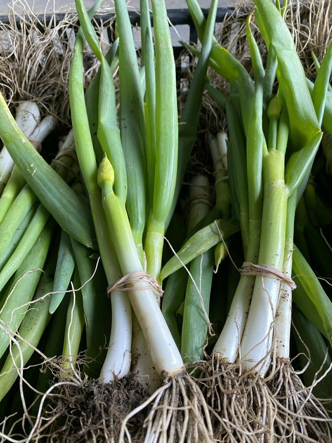 Fresh Scallions | Bunch | Tangerini’s Own Fresh Scallions | Bunch | Tangerini’s Own