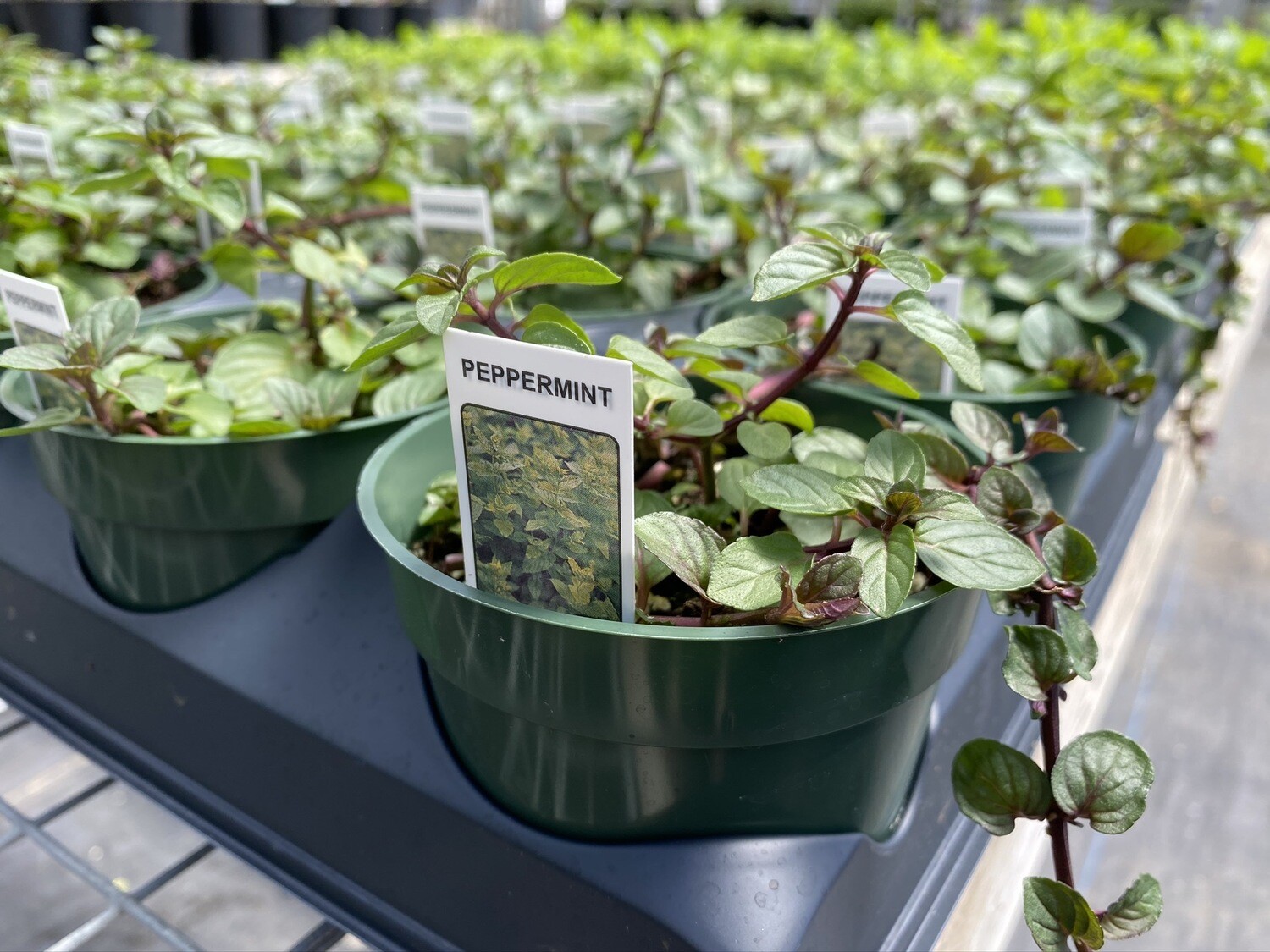 Herb | Peppermint | Pint Herb | Peppermint | Pint