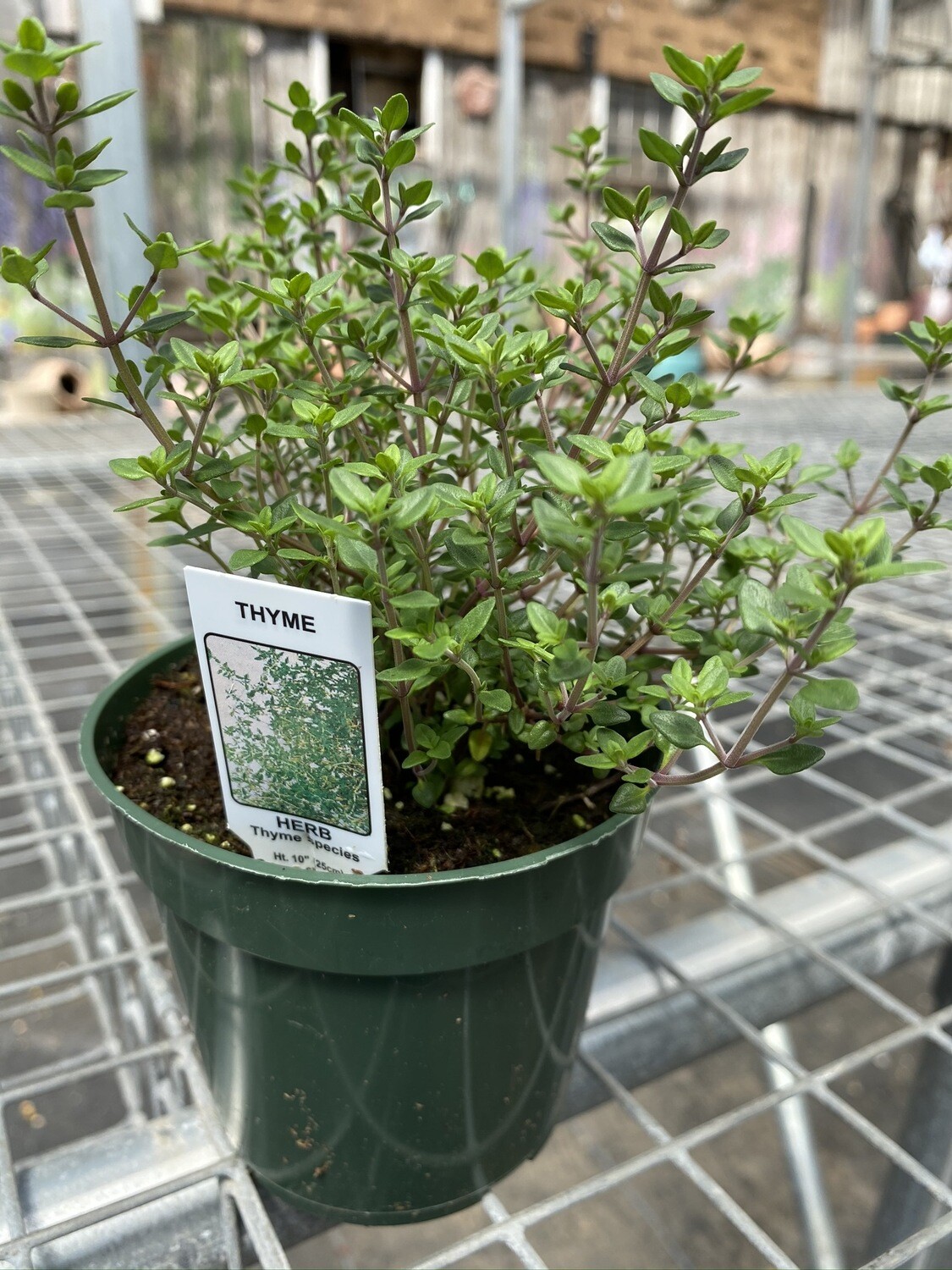 Herb | Thyme, English | Pint Herb | Thyme, English | Pint