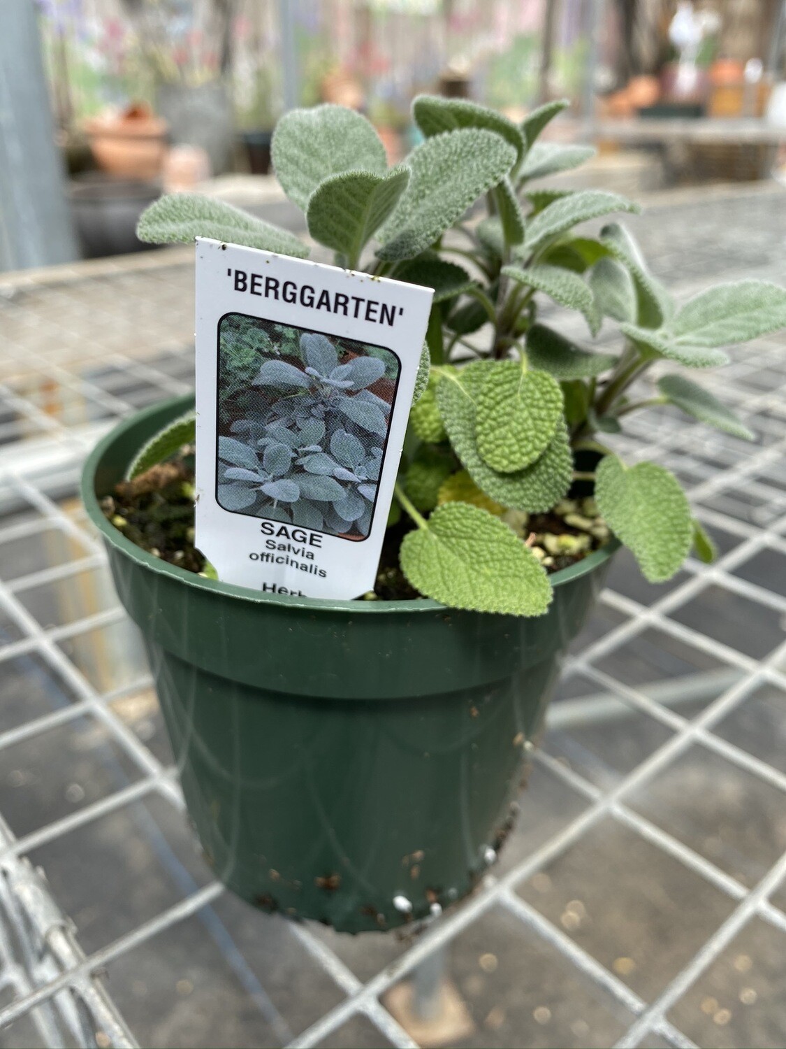 Herb | Sage, Berggarten | Pint Herb | Sage, Berggarten | Pint