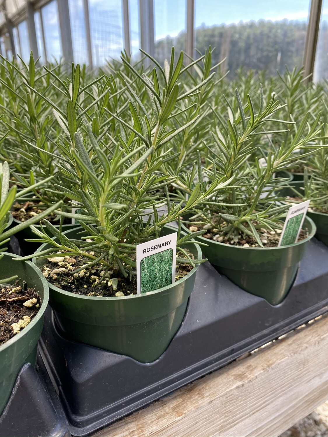 Herb | Rosemary, Salem| Pint Herb | Rosemary, Salem| Pint