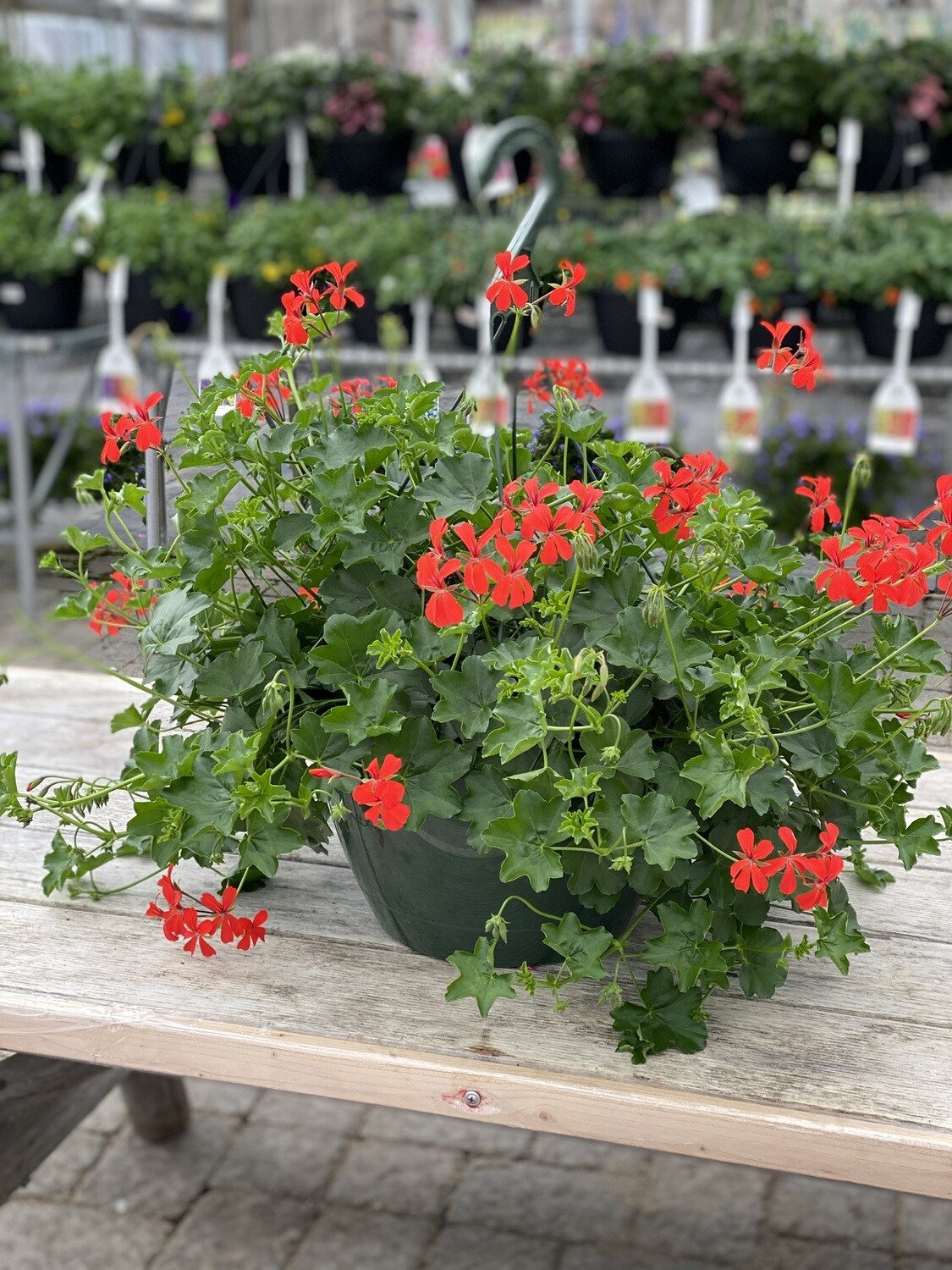 Hanging Basket | Red Ivy Geranium | 12 Hanging Basket | Red Ivy Geranium | 12