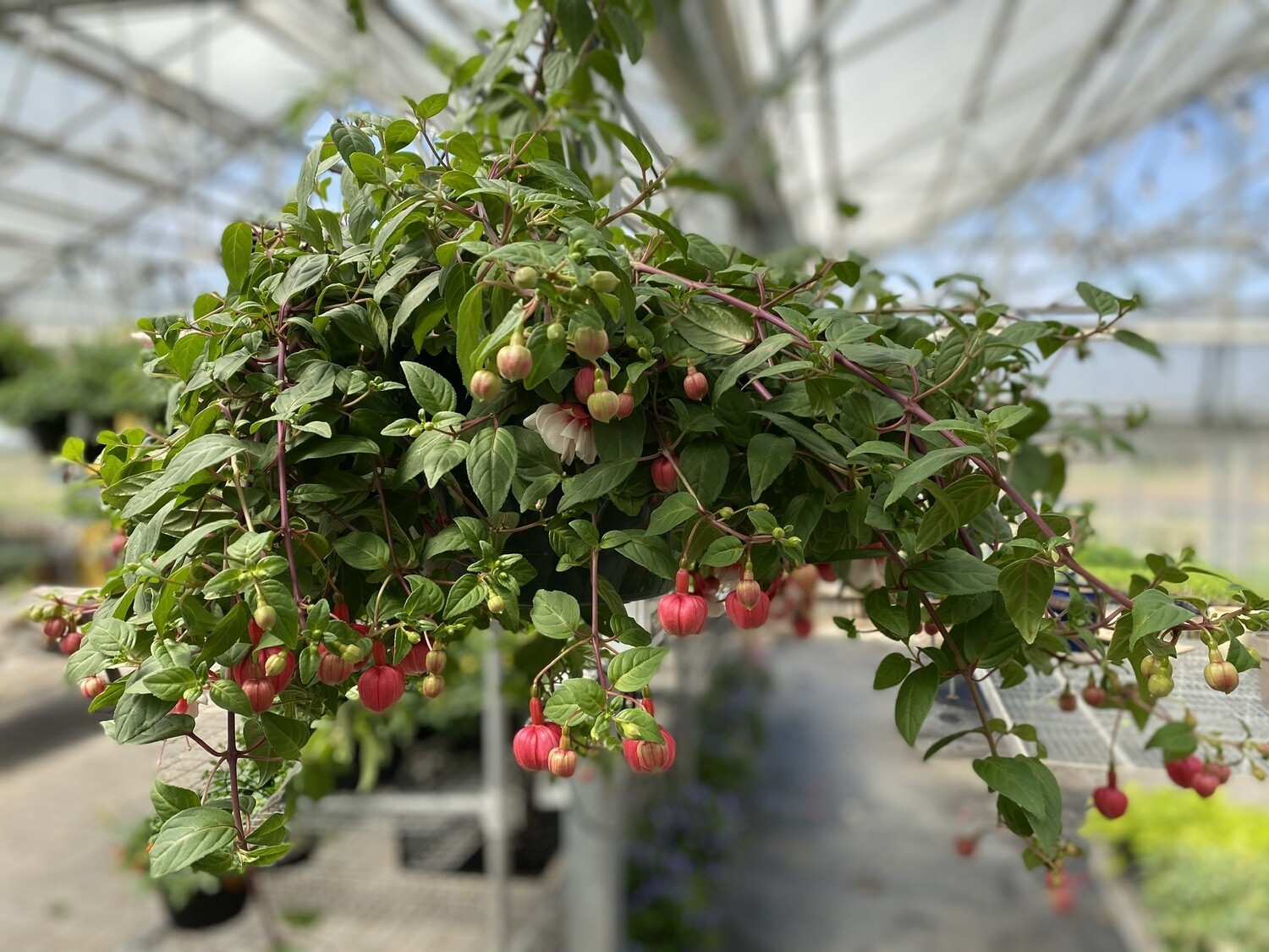 Hanging Basket | Fuchsia 'Swingtime' | 12 Hanging Basket | Fuchsia 'Swingtime' | 12