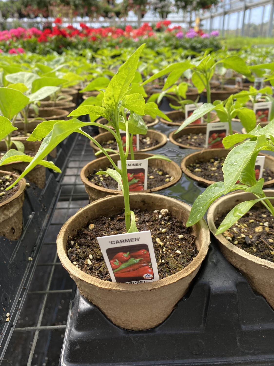 Vegetable Starter | Carmen Pepper | 4 Vegetable Starter | Carmen Pepper | 4