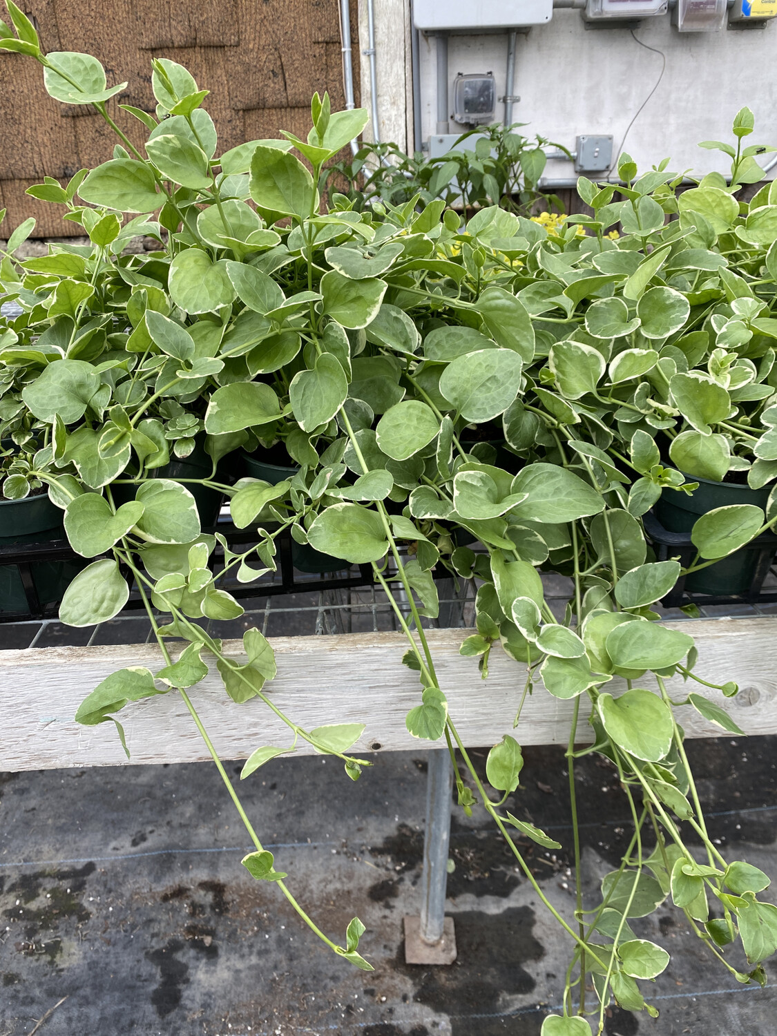 Annual | Vinca Vine | 4.5 Annual | Vinca Vine | 4.5