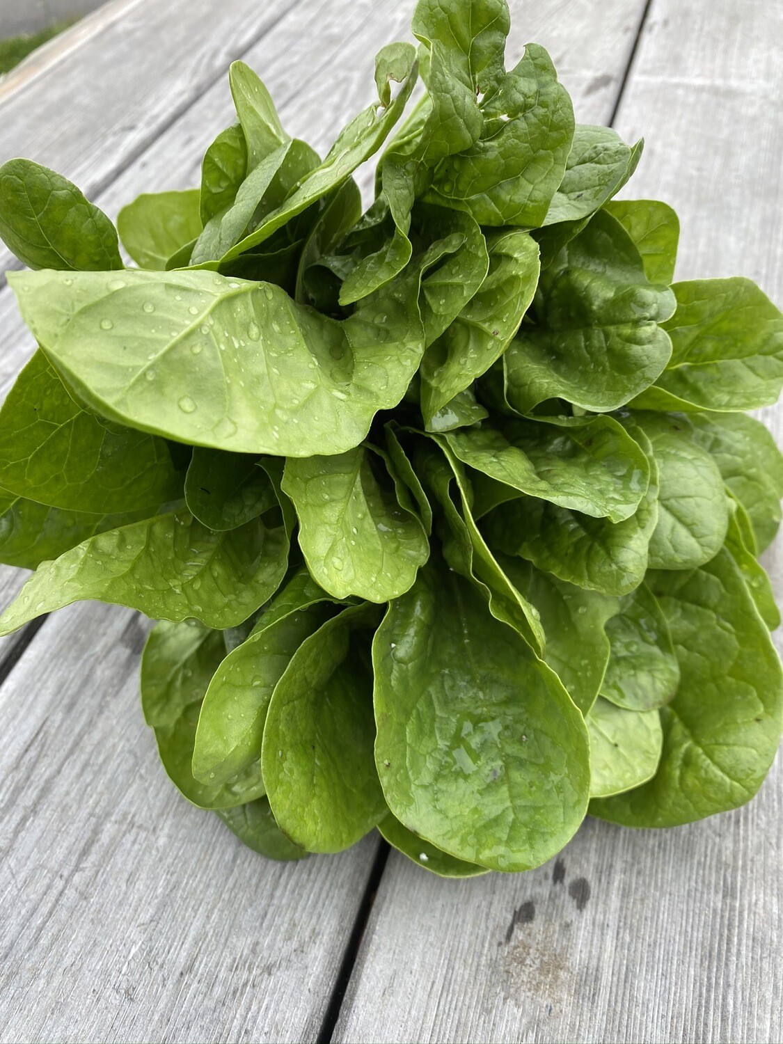 Spinach Bunch | Tangerini’s Own Spinach Bunch | Tangerini’s Own