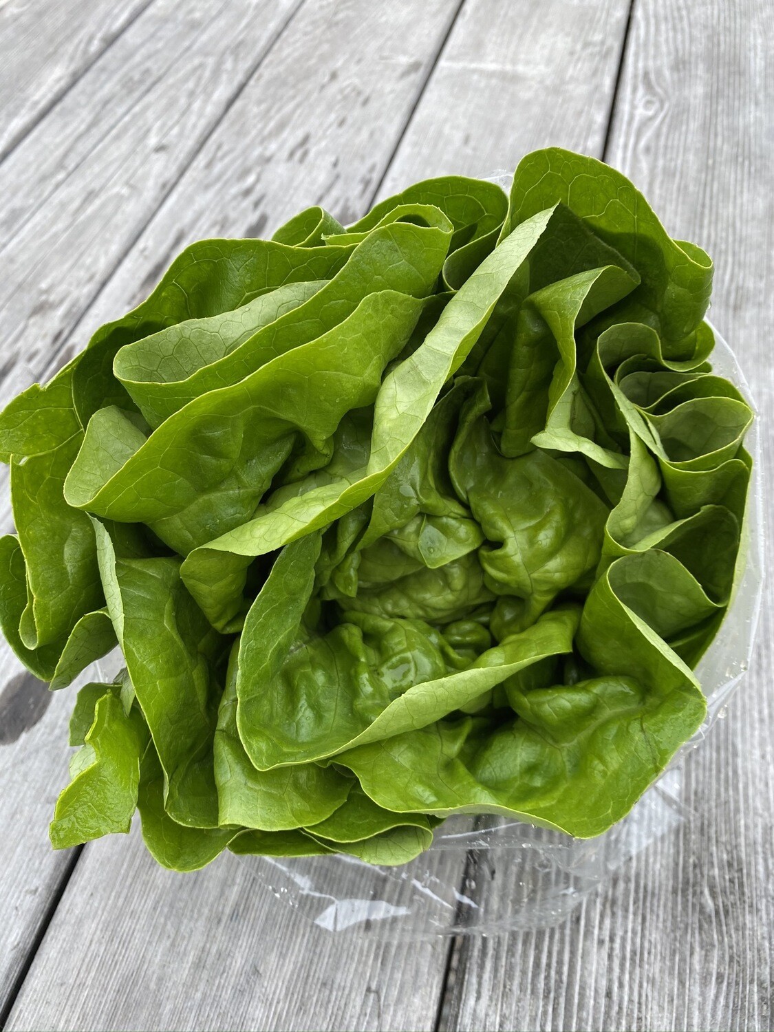 Green Butter Leaf Lettuce | Tangerini's Own Green Butter Leaf Lettuce | Tangerini's Own