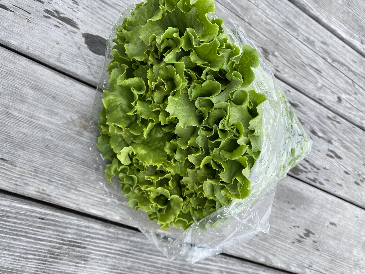 Green Leaf Lettuce Head | Tangerini's Own Green Leaf Lettuce Head | Tangerini's Own