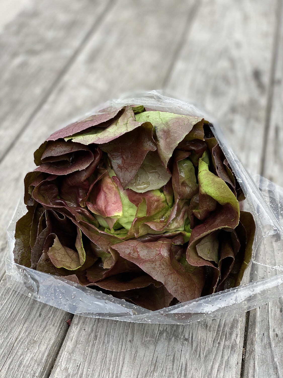 Red Butter Leaf Lettuce Head | Tangerini's Own Red Butter Leaf Lettuce Head | Tangerini's Own