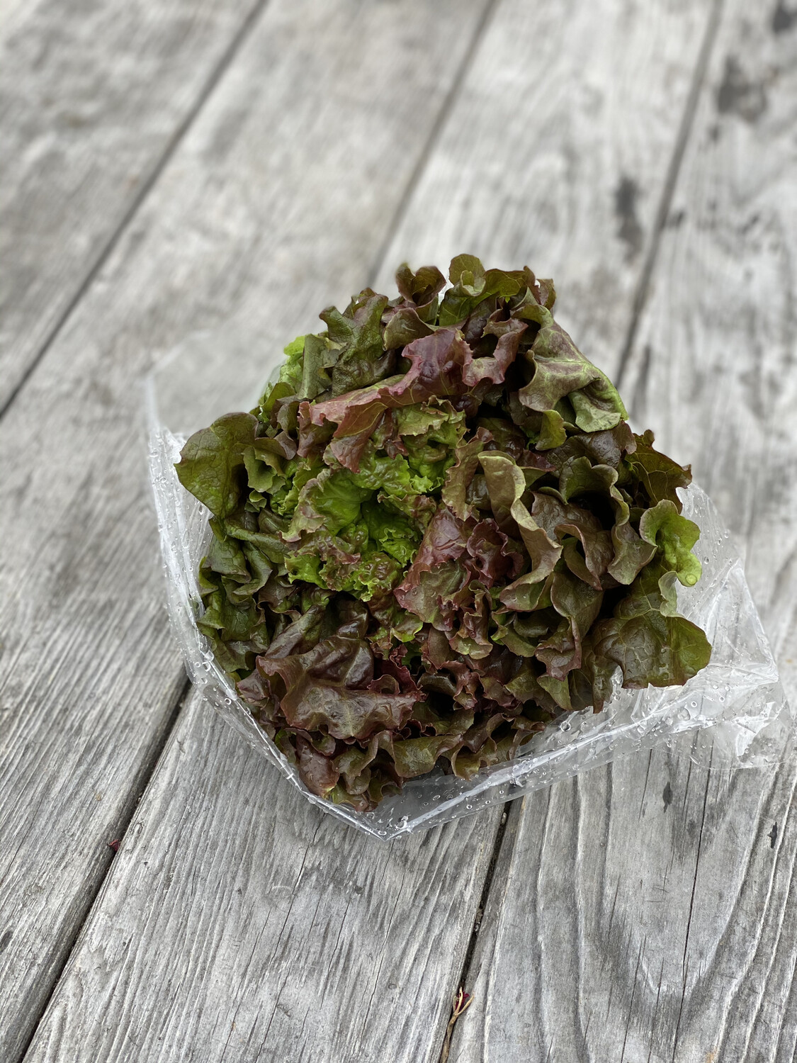 Red Leaf Lettuce Head | Tangerini's Own Red Leaf Lettuce Head | Tangerini's Own