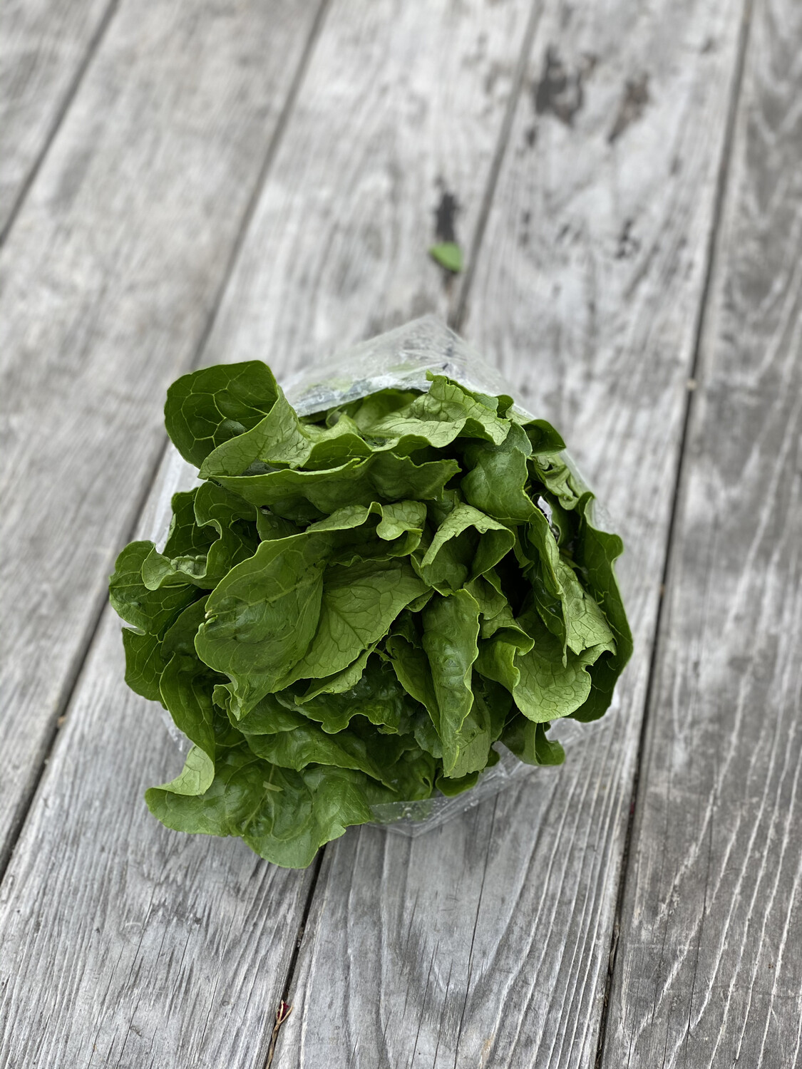 Romaine Lettuce Head | Tangerini's Own Romaine Lettuce Head | Tangerini's Own