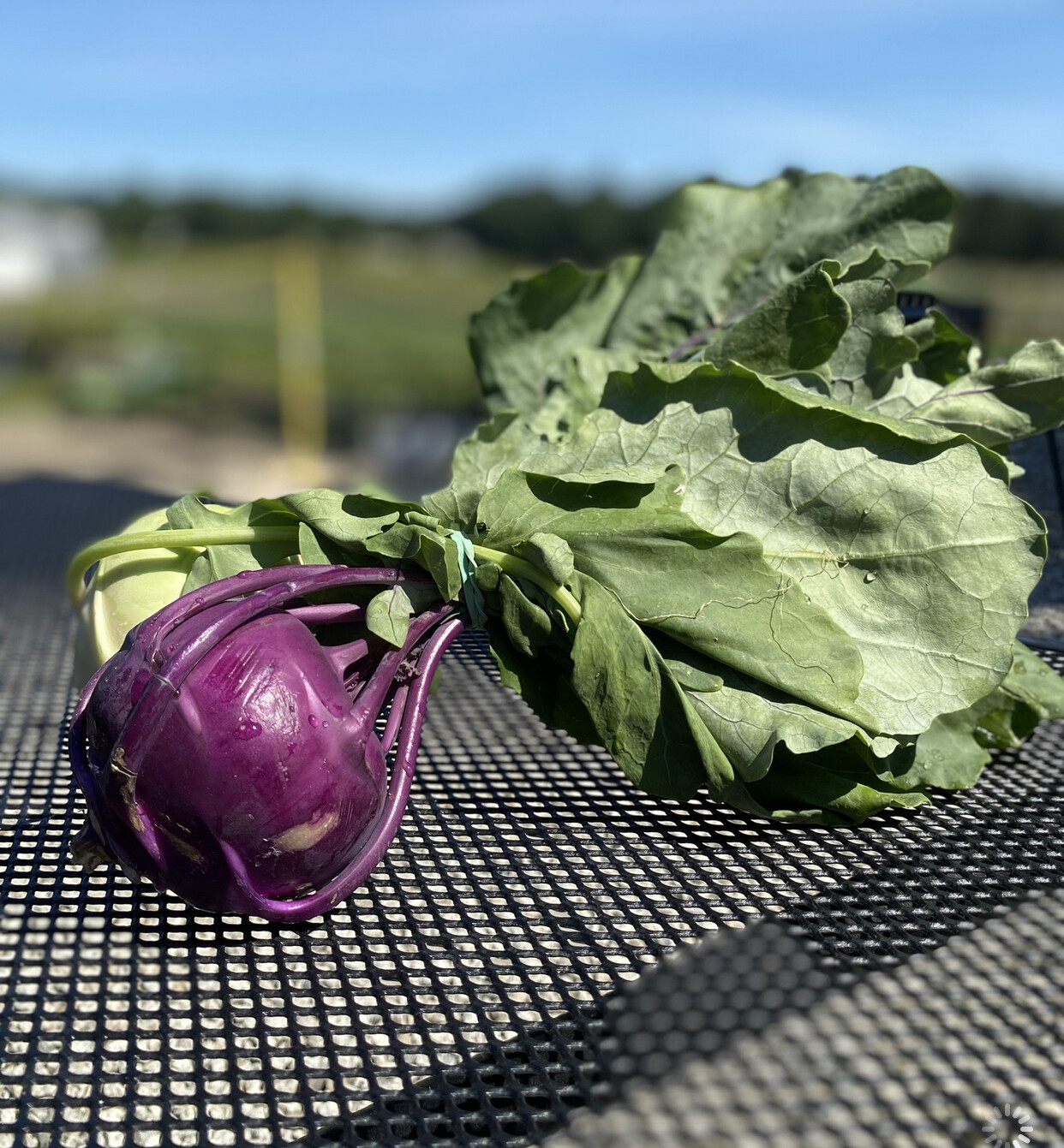 Kohlrabi Bunch Kohlrabi Bunch